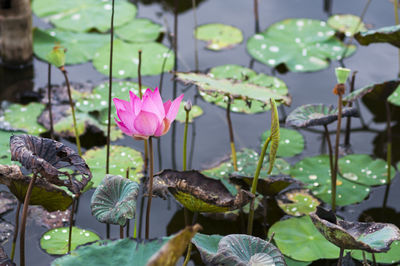 High angle view of lotus water lily growing in pond