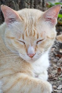 Close-up of cat sleeping