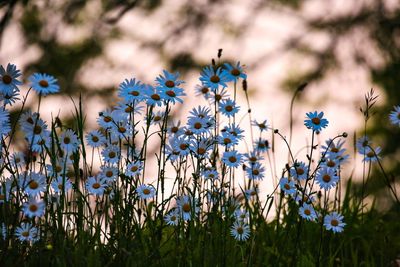 Close-up of purple flowering plants on field