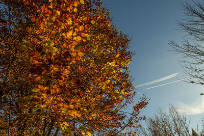 Low angle view of autumn tree against sky