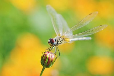 Close-up of insect on flower