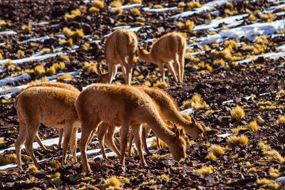 Vicunas grazing on field