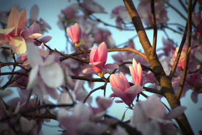 Close-up of pink cherry blossoms in spring