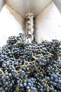 High angle view of grapes