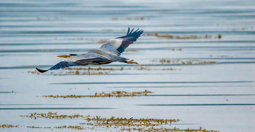 Seagull flying over sea