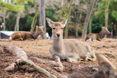 Portrait of deer in a field