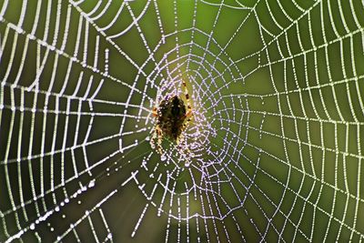 Close-up of spider web