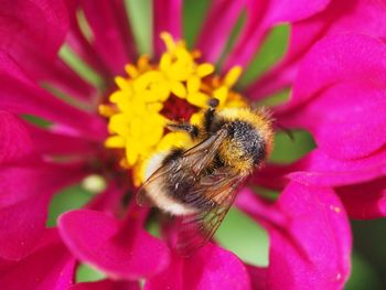 Close-up of bee pollinating on pink flower