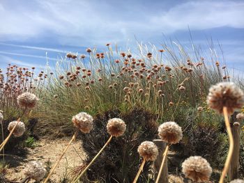 Close-up of plants against sky