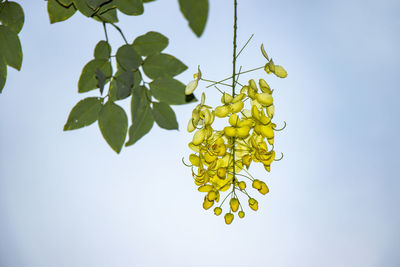 Low angle view of plant against sky