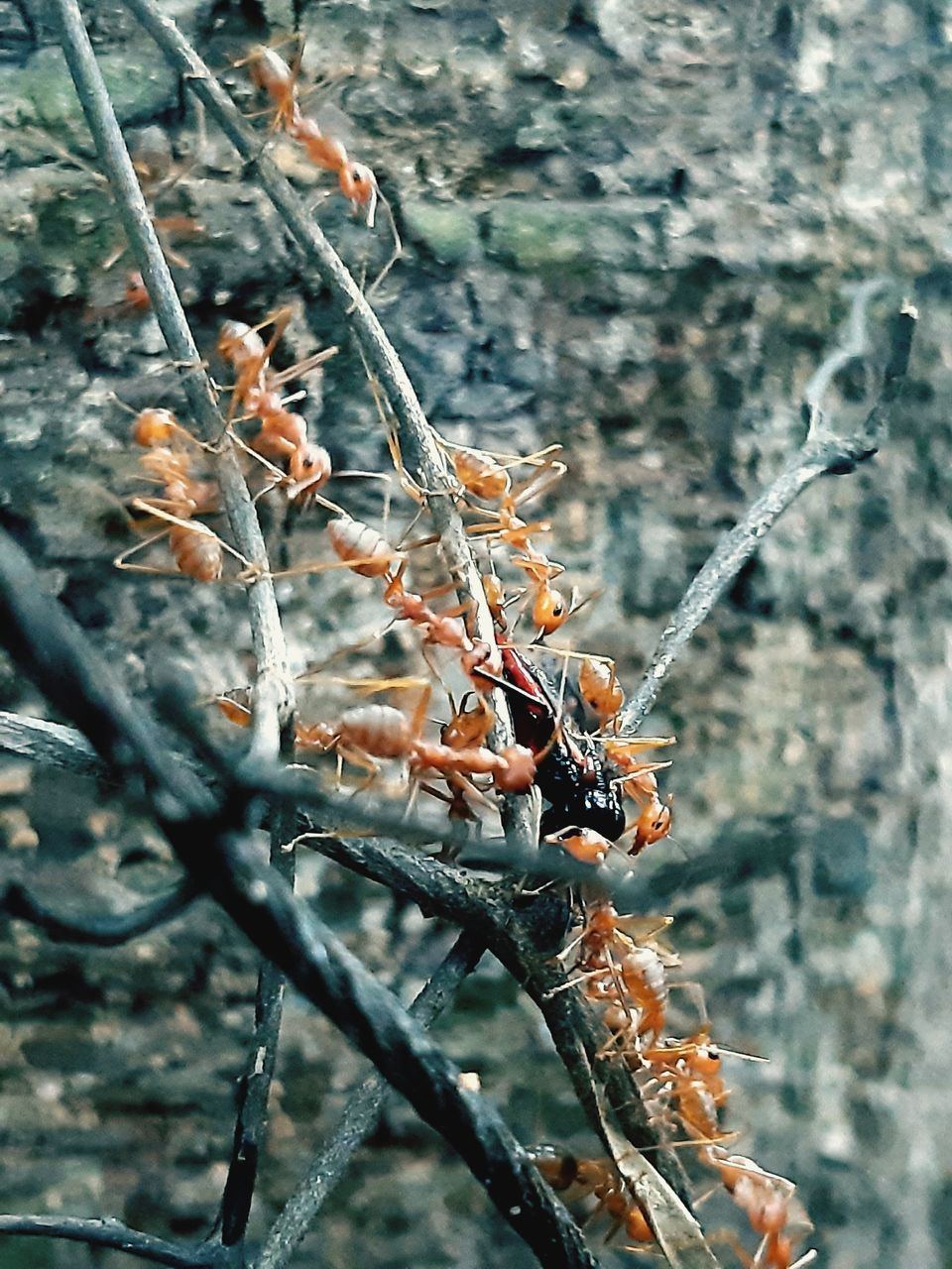 CLOSE-UP OF CATERPILLAR ON PLANT