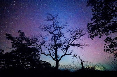 Low angle view of silhouette trees against sky at night