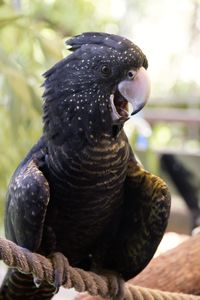 Close-up of bird