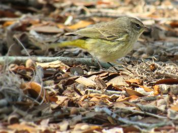 Close-up of bird perching outdoors