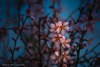 Close-up of pink flowers blooming on tree