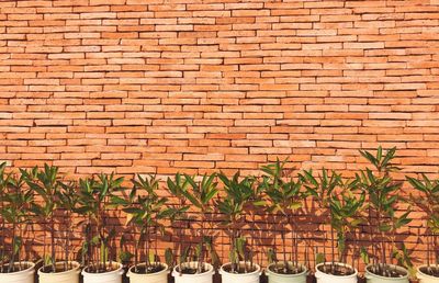 Potted plants against brick wall