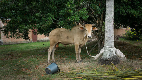 Cow standing in a field