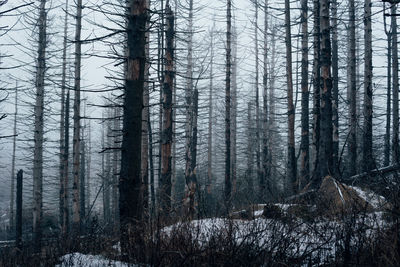 Pine trees in forest during winter