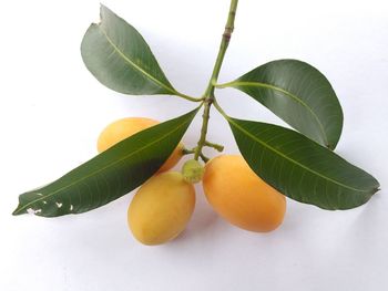 Close-up of orange fruit against white background