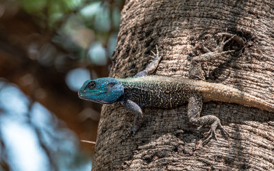 Close-up of lizard on tree trunk
