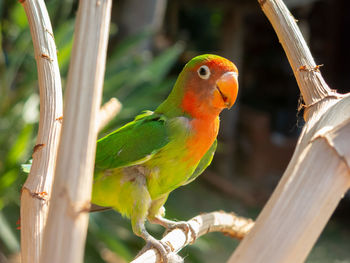 Close-up of parrot perching on tree