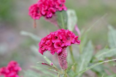 Close-up of pink flowering plant