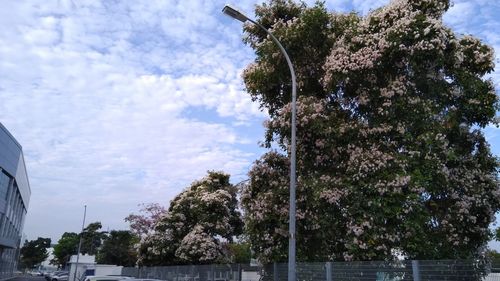 Trees against sky in city