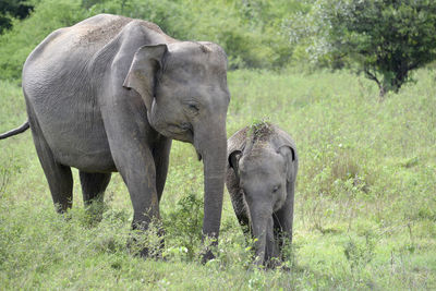 Elephant with her baby
