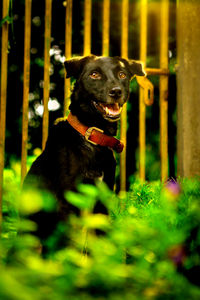 Portrait of dog sitting in grass