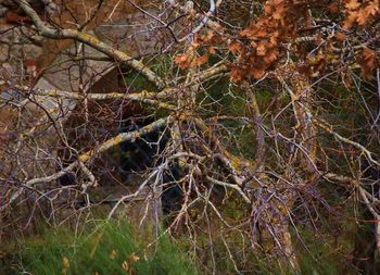 Full frame shot of spider web on tree