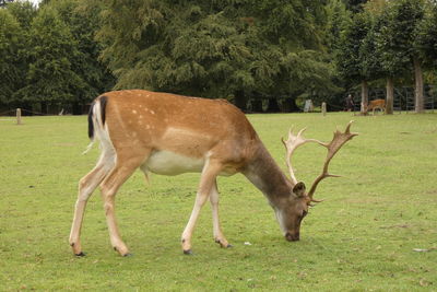 Deer grazing in a field