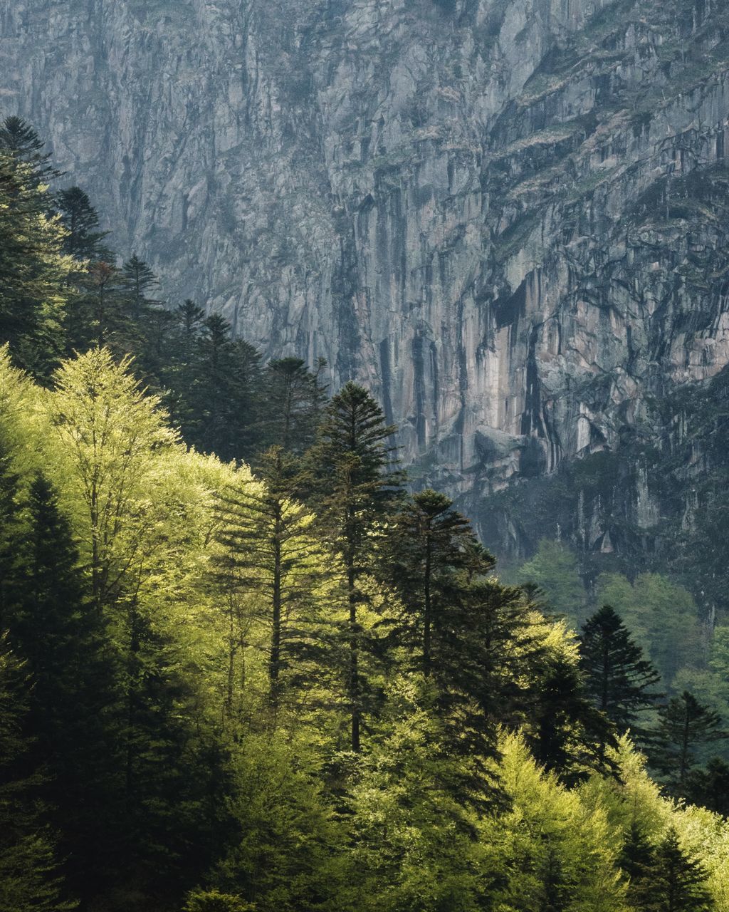 plant, land, forest, tree, mountain, nature, no people, beauty in nature, growth, scenics - nature, environment, pine tree, non-urban scene, landscape, day, green color, outdoors, tranquility, tranquil scene, coniferous tree, woodland, evergreen tree, pine woodland