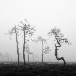 Bare trees on field against sky