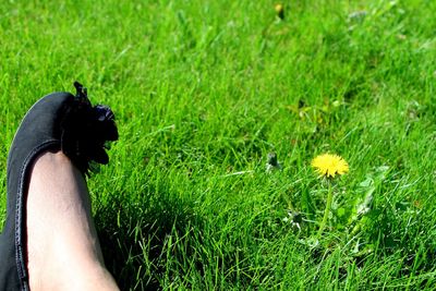 Cropped image of person walking on grassy field