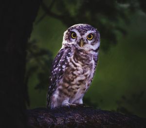 owl