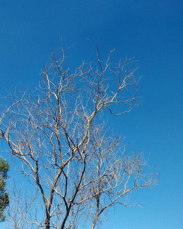 clear sky, blue, low angle view, bare tree, branch, tree, tranquility, copy space, nature, beauty in nature, scenics, outdoors, no people, day, sky, growth, tranquil scene, high section, silhouette, idyllic