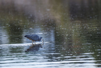 Heron on lake