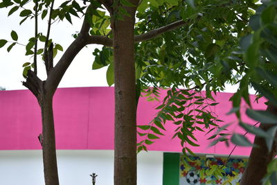 Close-up of tree hanging on branch