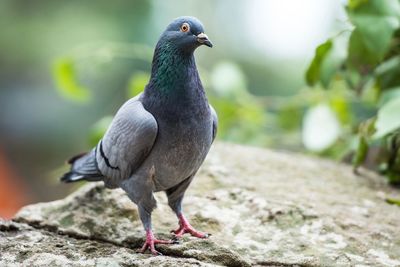 Close-up of pigeon perching on rock