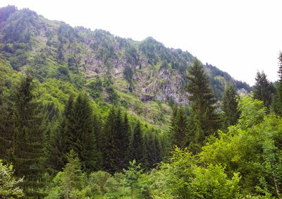 Scenic view of forest against clear sky