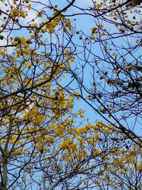 Low angle view of flowering tree against blue sky