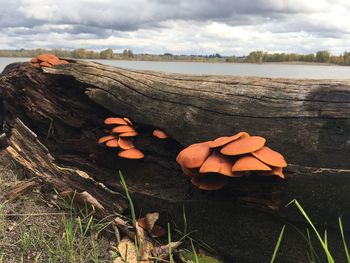 Close-up of mushrooms on field against sky