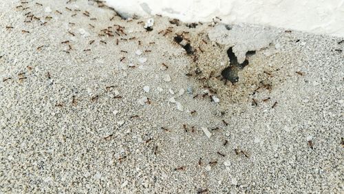 Close-up of crab on sand at beach