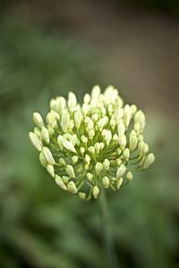 Close-up of flowering plant