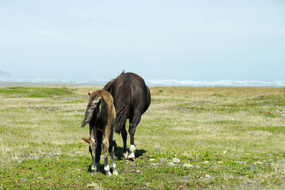 Horse grazing in a field