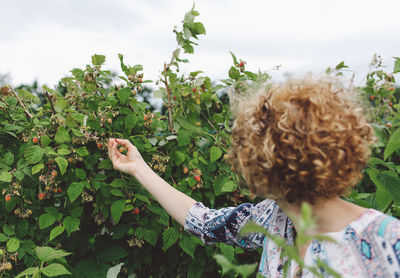 Woman picking ripe strawberries