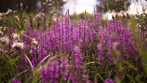 Close-up of lavender flowers