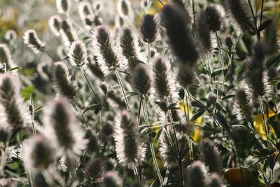 Close-up of flowering plant on field