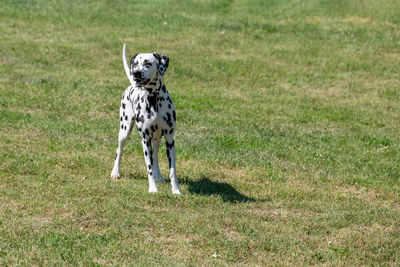 View of dog running on grass