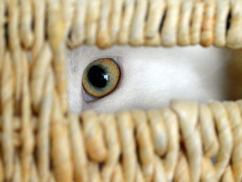 Close-up portrait of cat seen through basket